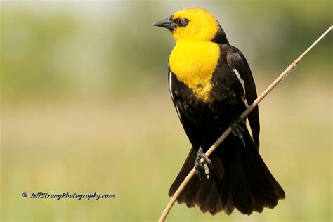 Patiently Waiting For The Yellow Headed Blackbird Bear River Blogger