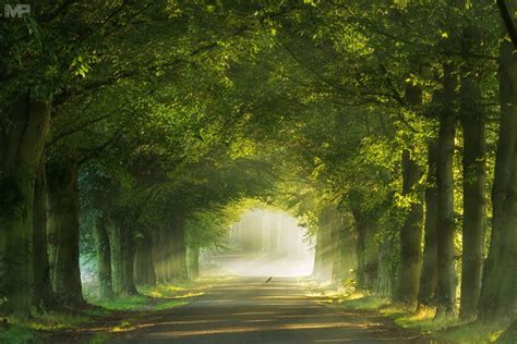 Арка из деревьев в лесу (Большое количество фотографий) - treepics.ru