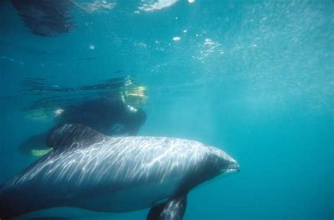 Akaroa: Swimming with Wild Dolphins 3-Hour Experience | GetYourGuide