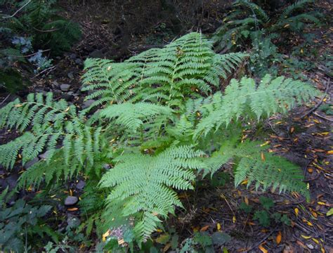 Athyrium Filix Femina Var Cyclosorum Western Lady Fern Native Here