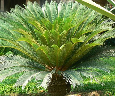 Cycads - Backyard Buddies