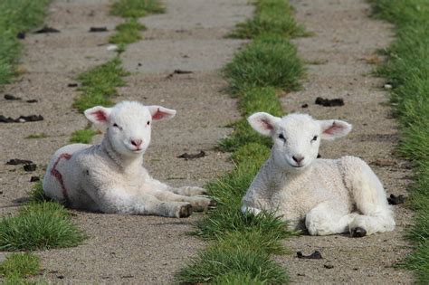 200 Free Easter Lamb And Lamb Images Pixabay