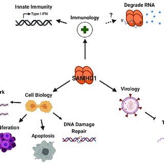 Key SAMHD1 Domains Residues And AGS Mutants SAMHD1 Contains An