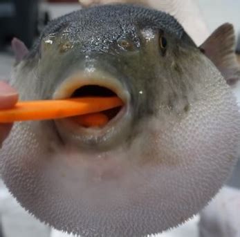 pufferfish eating carrot Blank Template - Imgflip