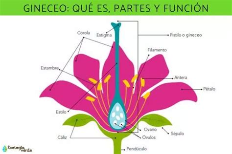 Gynecium: What It Is, Parts And Function - Summary