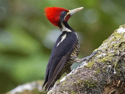 La cabeza del pájaro carpintero es un martillo