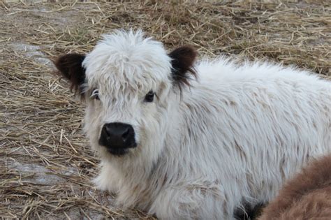 The Ultimate Guide To The Mini Highland Cow