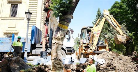 Los Jardines Del Rectorado Plantan Un Ejemplar Nico De Jacaranda