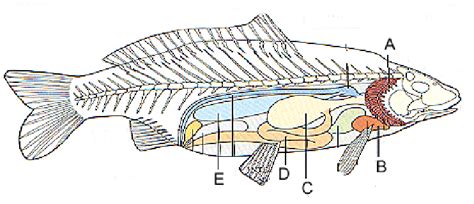 Fish Anatomy Diagram | Quizlet