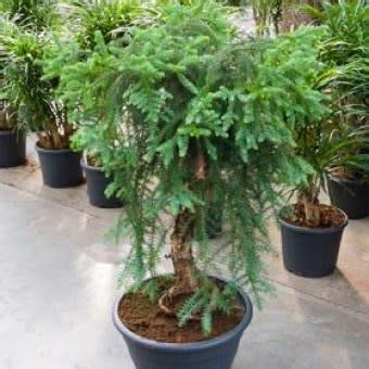 Araucaria Cunninghamii - Moreton Bay Pine Bonsai & Bonsai EBook - 5 ...