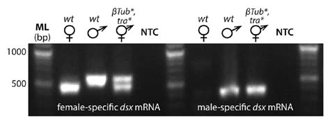 Fig S4 Both Male And Female Splice Variants Of Dsx Are Expressed In Download Scientific