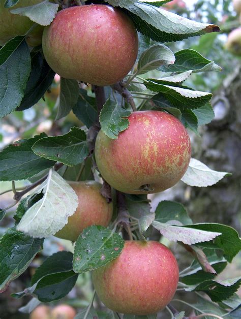 Heirloom Apples — Roots to Fruits Nursery