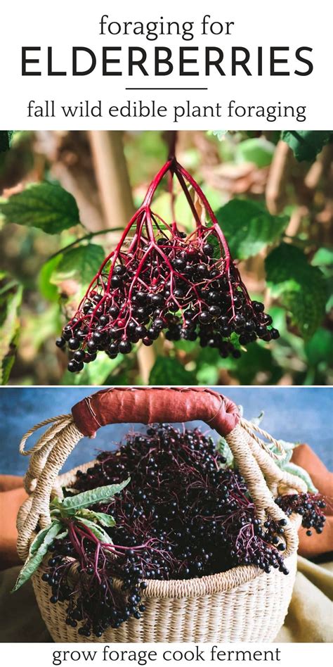 Foraging For Elderberries Elderflowers Identification Look Alikes Uses Artofit