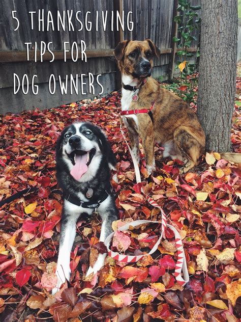 5 Thanksgiving Tips For Dog Owners Path And Paw