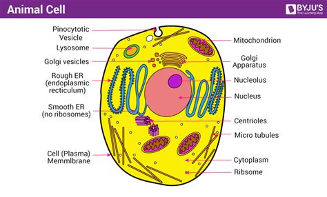 Animal cell vesicle function