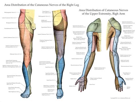 Lower Extremity Peripheral Nerve Distribution