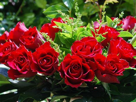 gulab flower wallpaper  wallpapers