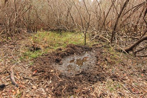 Dans Hole Hog Wallow St Marks National Wildlife Refuge Flickr