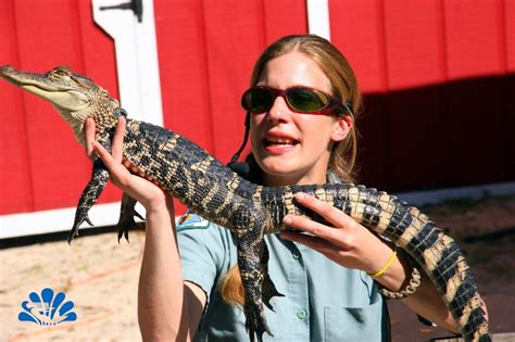 Emily With An American Alligator During The Reptile Show At Weeki