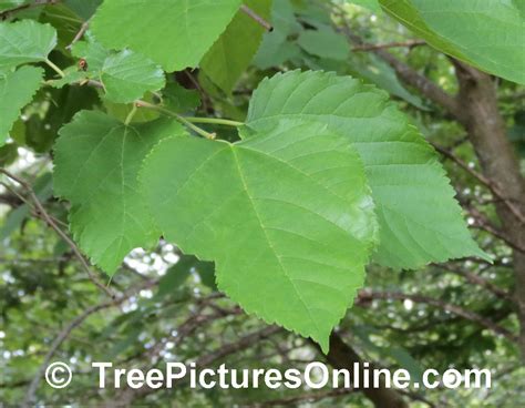 Red Mulberry Leaf Picture | TreePicturesOnline