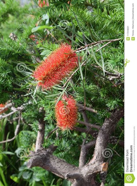 Bottlebrush Flowers Stock Image Image Of Brush Garden 117318551