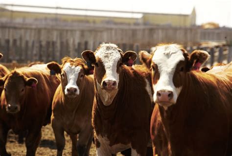 Canadian Fed Cattle Supplies Tighten Herd Liquidation Continues