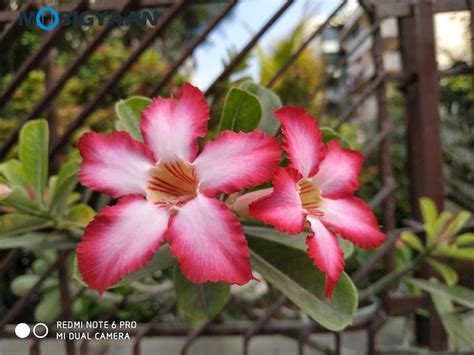 Xiaomi Redmi Note 6 Pro Camera Samples