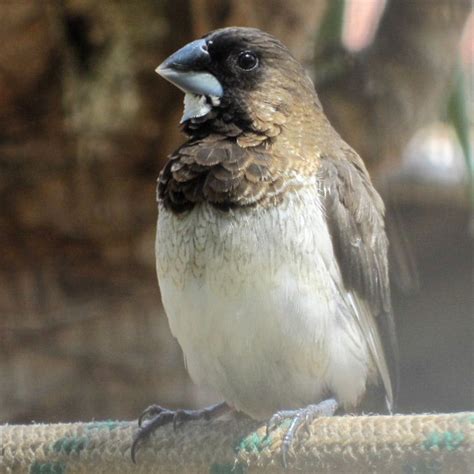 Buy Society finch for sale – Novan Bird's For Sale