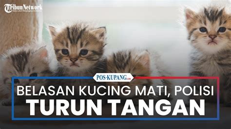 Belasan Kucing Mati Mendadak Di Sunter Jakut Polisi Turun Tangan YouTube