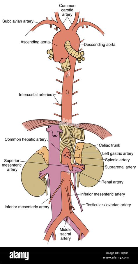 Median Sacral Artery