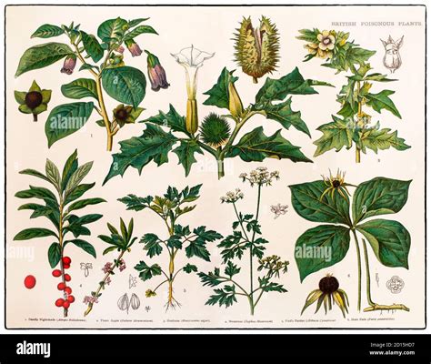 Un Tableau De La Fin Du Xixe Si Cle Illustrant Diverses Plantes