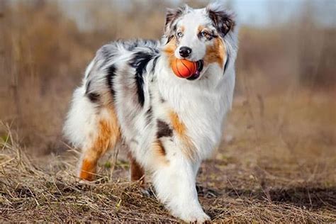 Australian Shepherd German Shepherd Mix The Supreme Guide