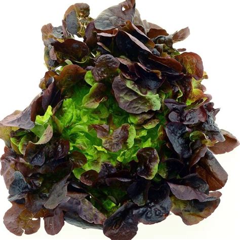 Green Coral Lettuce Lollo Bionda Lactuca Sativa Var Crispa Seeds