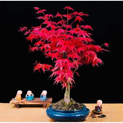 Jual Benih Bibit Biji Pohon Bonsai Mini Langka Fuji Wisteria Maple