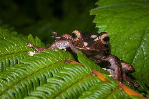 Boophis Goudotti Sean Crane Photography