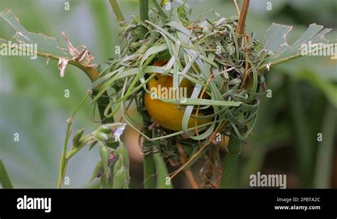 Baya Weaver Stock Videos Footage Hd And K Video Clips Alamy