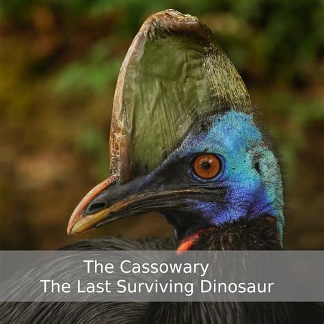 The Cassowary The Last Surviving Dinosaur Sadhana Forest