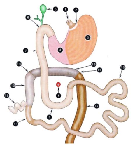 Gastrointestinal Tract Flashcards Quizlet