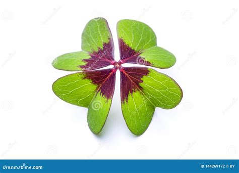 Vier Leaved Klee Stockfoto Bild Von Symbol Patrick