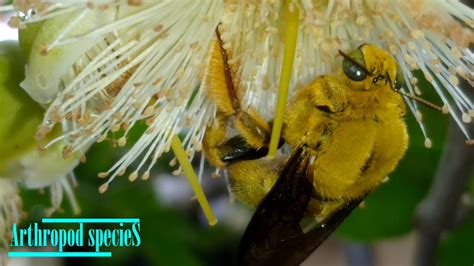 Insect Species Carpenter Bee White Cheeked Carpenter Bee Xylocopa