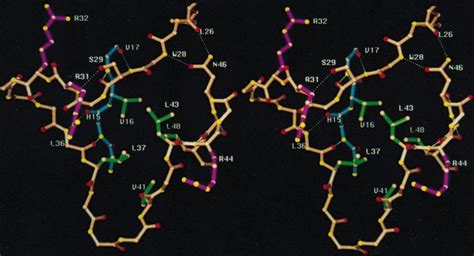 Stereo Diagram Of The Interactions Of The Loop Containing Arg And Of