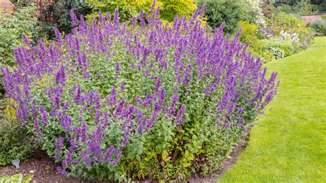 How To Care For Catmint Plants