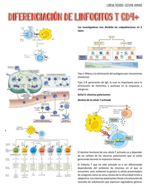Diferenciaci N De Linfocitos T Lorena Rosado Lamentedelmedico Udocz