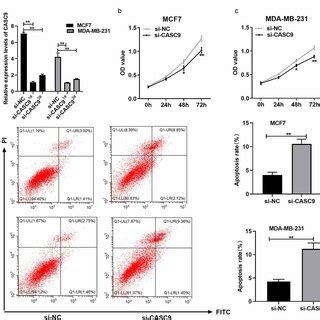 Knock Down Of Casc Suppresses Breast Cancer Cell Invasion And