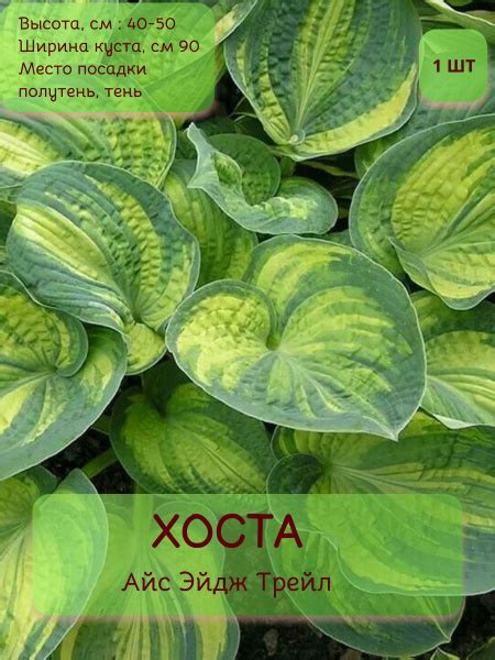 Хосты Хоста1шт - купить по выгодным ценам в интернет-магазине OZON ...