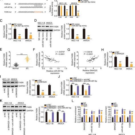 Si SNHG25 Lowered FASN Level By Trapping MiR 497 5p A The Interacting