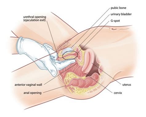 Female Urinary Tract Diagram