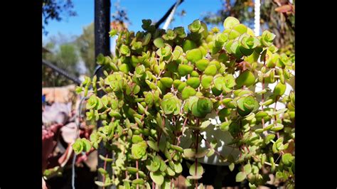 Crassula Pellucida Variegata Cuidados Actualizado Julio 2023