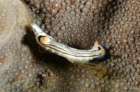 Maritime Nudibranch From North West Solitary Island New South Wales