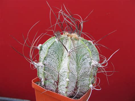 Astrophytum Capricorne Major Cactus Shop